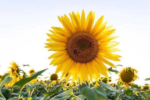Sunflower field