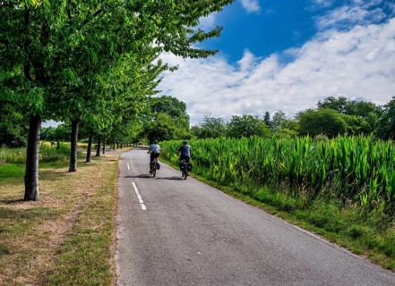 Cyclist on a cycle path between corn fields and trees along the route between Frankfurt am Main and