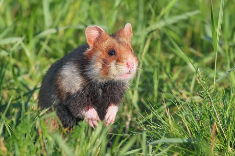 Field hamster (Cricetus cricetus), sitting attentively in meadow, wildlife, animals, rodent,