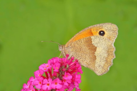 Meadow Brown (Maniola jurtina), sucking nectar on summer lilac (Buddleja davidii), butterfly bush,