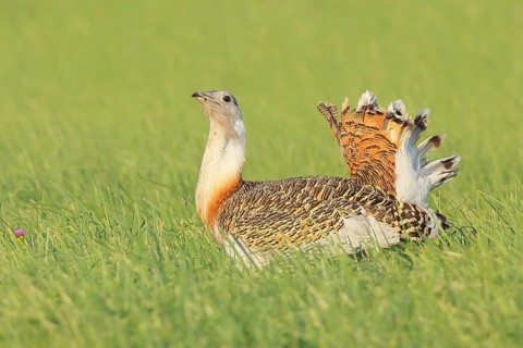 Great Bustard (Otis tarda), searching for food in a meadow, steppe bird, extremely rare bird