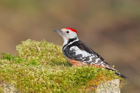 Middle spotted woodpecker (Dendrocopos medius) foraging on mossy ground in the forest, Wilnsdorf,