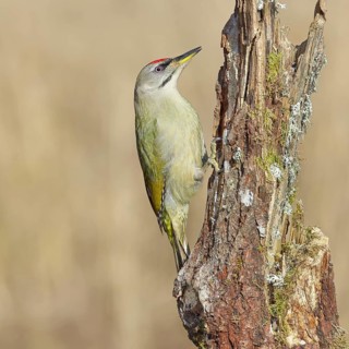 Grey-headed woodpecker (Picus canus), male sitting on a tree stump overgrown with moss and lichen,