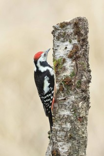 Middle spotted woodpecker (Dendrocopos medius) foraging on the trunk of a grey birch (Betula
