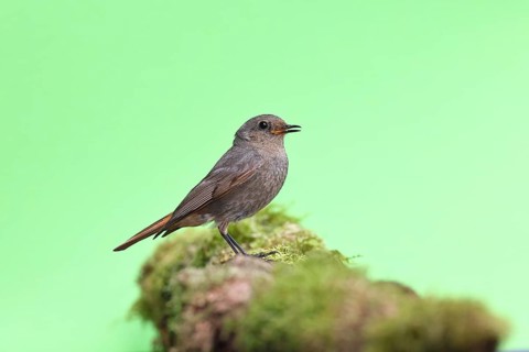 Black redstart (Phoenicurus ochruros), on a moss-covered tree stump in a garden, Wilnsdorf, North