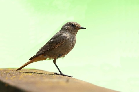 Black redstart (Phoenicurus ochruros), on a balcony, Wilnsdorf, North Rhine-Westphalia, Germany