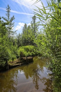 Bottrop, North Rhine-Westphalia, Germany - Renaturalised Boye, the tributary of the Emscher, was