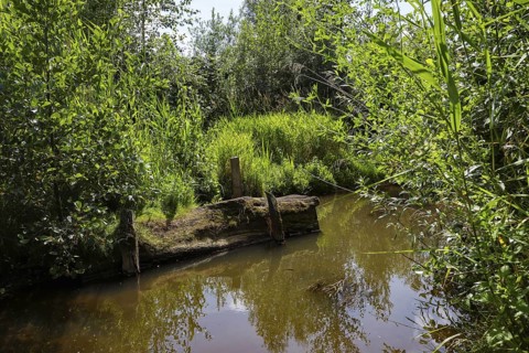 Bottrop, North Rhine-Westphalia, Germany - Renaturalised Boye, the tributary of the Emscher, was