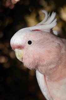 Inca cockatoo (Cacatua leadbeateri, Lophochroa leadbeateri), portrait, occurrence in Australia