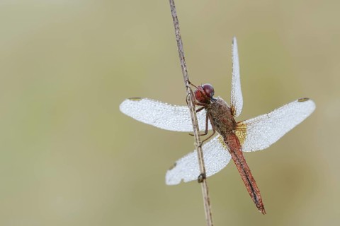 Scarlet Dragonfly (Crocothemis erythraea), male with dewdrops, North Rhine-Westphalia, Germany