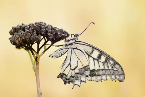 Swallowtail (Papilio machaon), North Rhine-Westphalia, Germany