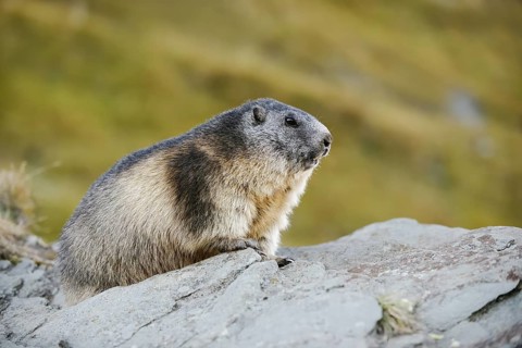 Alpine marmot (Marmota marmota), Hohe Tauern National Park, Austria