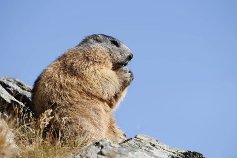 Alpine marmot (Marmota marmota), sitting and eating on a rock, Hohe Tauern National Park, Austria