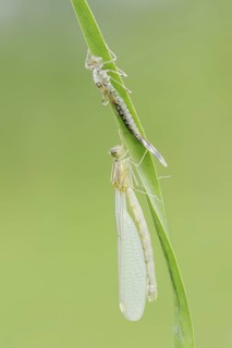 Willow Emerald Damselfly (Chalcolestes viridis) freshly hatched dragonfly and exuvia, North