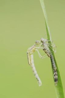 Willow Emerald Damselfly (Chalcolestes viridis) freshly hatched dragonfly hanging from its exuvia,