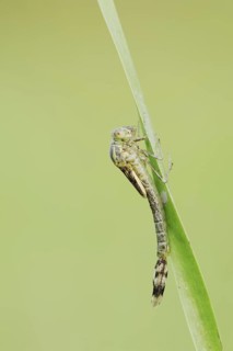 Willow Emerald Damselfly (Chalcolestes viridis) hatching, hatching, larva, dragonfly larva, North
