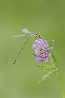 Willow Emerald Damselfly (Chalcolestes viridis), male on flower of meadow clover (Trifolium