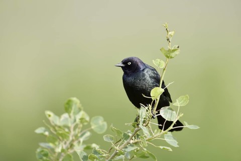 Purple Blackbird (Euphagus cyanocephalus), male, Waterton Lakes National Park, Alberta, Canada