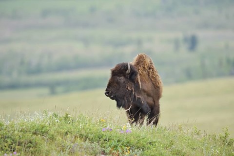 American Bison (Bos bison), female, Alberta, Canada