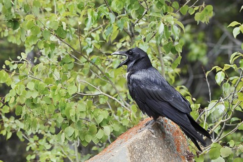 Raven (Corvus corax) sitting on a rock, Banff National Park, Alberta, Canada