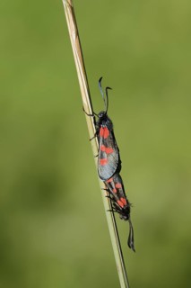 Horned Clover Oriole (Zygaena lonicerae), pair copulating, Brittany, France