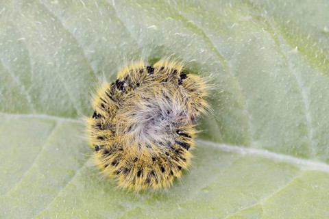Clover moth (Lasiocampa trifolii), caterpillar, France