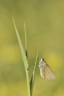 Small Skipper or Small Skipper (Thymelicus sylvestris), North Rhine-Westphalia, Germany
