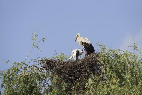 White stork (Ciconia ciconia) with chicks in the nest on a willow (Salix), North Rhine-Westphalia,