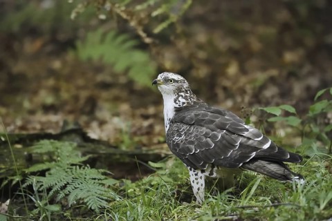 Honey buzzard (Pernis apivorus), North Rhine-Westphalia, Germany