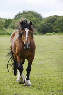 Domestic horse, Clydesdale (Equus caballus) on pasture, France