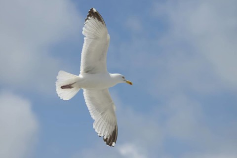 Herring Gull (Larus argentatus) in flight, Normandy, France