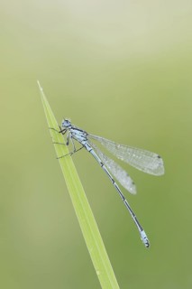 Horseshoe Damselfly (Coenagrion puella), male, North Rhine-Westphalia, Germany