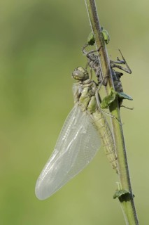 Black-tailed Skimmer (Orthetrum cancellatum), freshly hatched with exuvia, North Rhine-Westphalia,