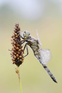 Black-tailed Skimmer (Orthetrum cancellatum), female with dewdrops, North Rhine-Westphalia, Germany