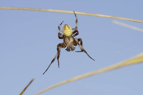 Four-spotted cross spider (Araneus quadratus), male, North Rhine-Westphalia, Germany