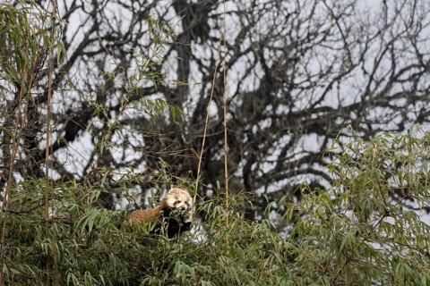 Western Red panda (Ailurus fulgens), feeding on bamboo, Singalila National Park, Gairibas, Jamuna,