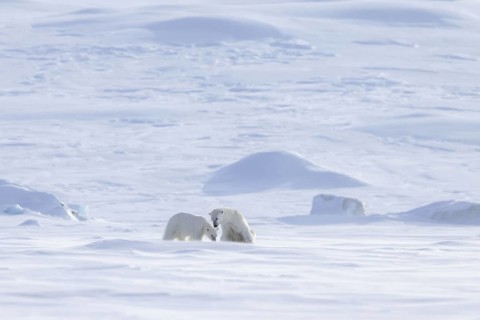 Female polar bear (Ursus maritimus) foraging with one cub on snow plain along the Svalbard coast in