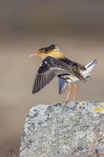 Ruff (Calidris pugnax) territorial male in breeding plumage displaying by flapping wings during