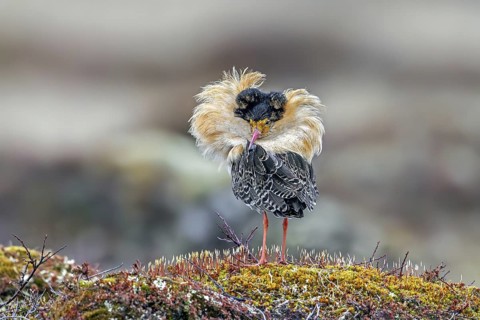 Ruff (Calidris pugnax) territorial male in breeding plumage at lek in spring, Scandinavia