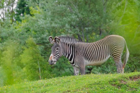 A Grévy's zebra (Equus grevyi) stands in a green meadow. Botswana