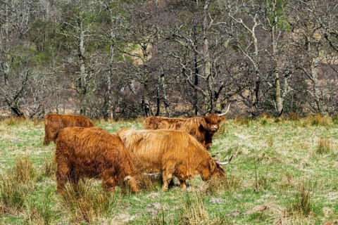Highland Cattle, Scottish breed of rustic cattle, Highland, Scotland, UK