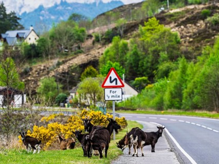 Goats over Invershiel, Loch Duich, Scotland, UK