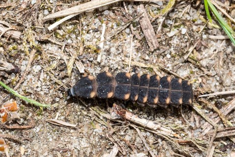 Common glow-worm (Lampyris noctiluca), female crawls, creeps, during the day over sandy, dry,