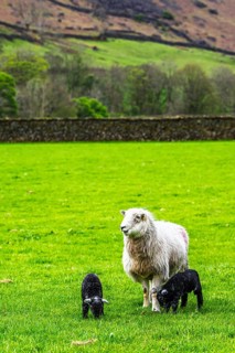 Sheep and farm in Lake District National Park, Coniston Water, Cumbria, England, United Kingdom
