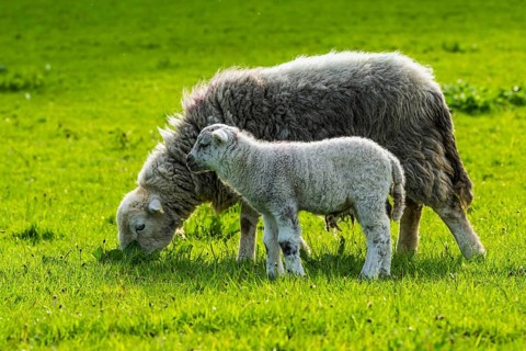 Sheep and farm in Lake District National Park, Coniston Water, Cumbria, England, United Kingdom