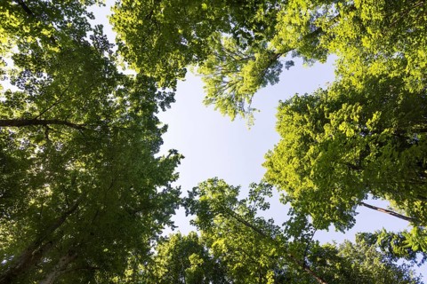 Deciduous forest, deciduous trees, frog perspective, summer, place of pilgrimage, Altötting, Upper