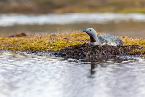 Red-throated diver (Gavia stellata) breeding on the nest, Aventdalen, Longyearbyen, Spitsbergen,