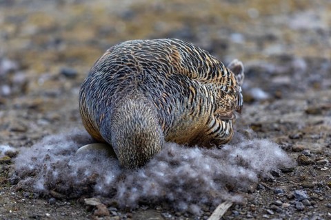 Eider duck (Somateria mollissima), hen brooding on the nest, duck birds (Anatidae), Aventdalen,