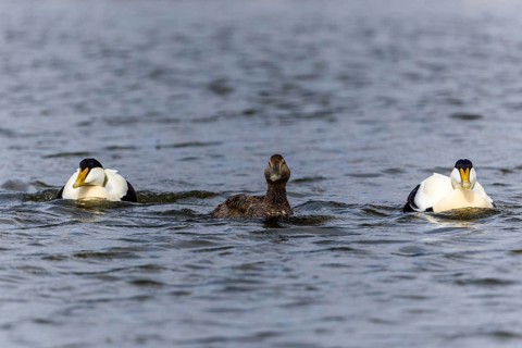 Eider duck (Somateria mollissima), hen with drake during mating behaviour, duck birds (Anatidae),