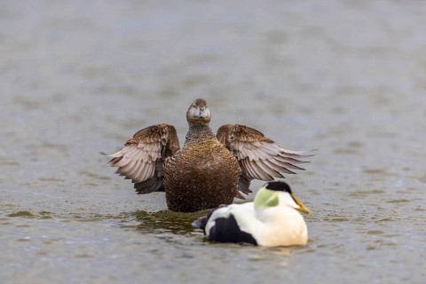 Eider duck (Somateria mollissima), hen grooming her feathers, duck birds (Anatidae), Aventdalen,